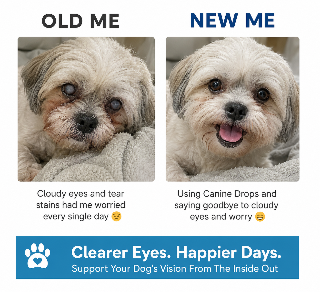 Senior dog clearer eyes